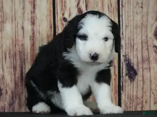 Sheepadoodle dogs Sheepadoodle Puppy 9 - Ad 30