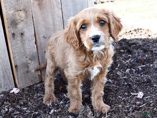 Cavapoo dogs - Ad 18