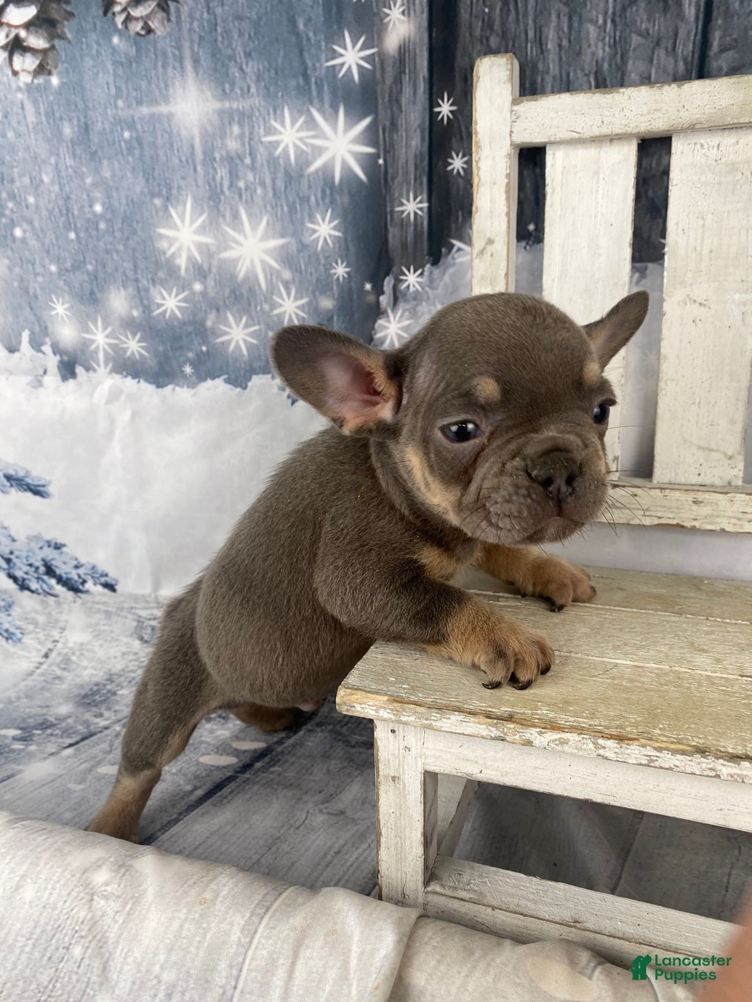 French Bulldog dogs for sale: Hunter - Ad 2