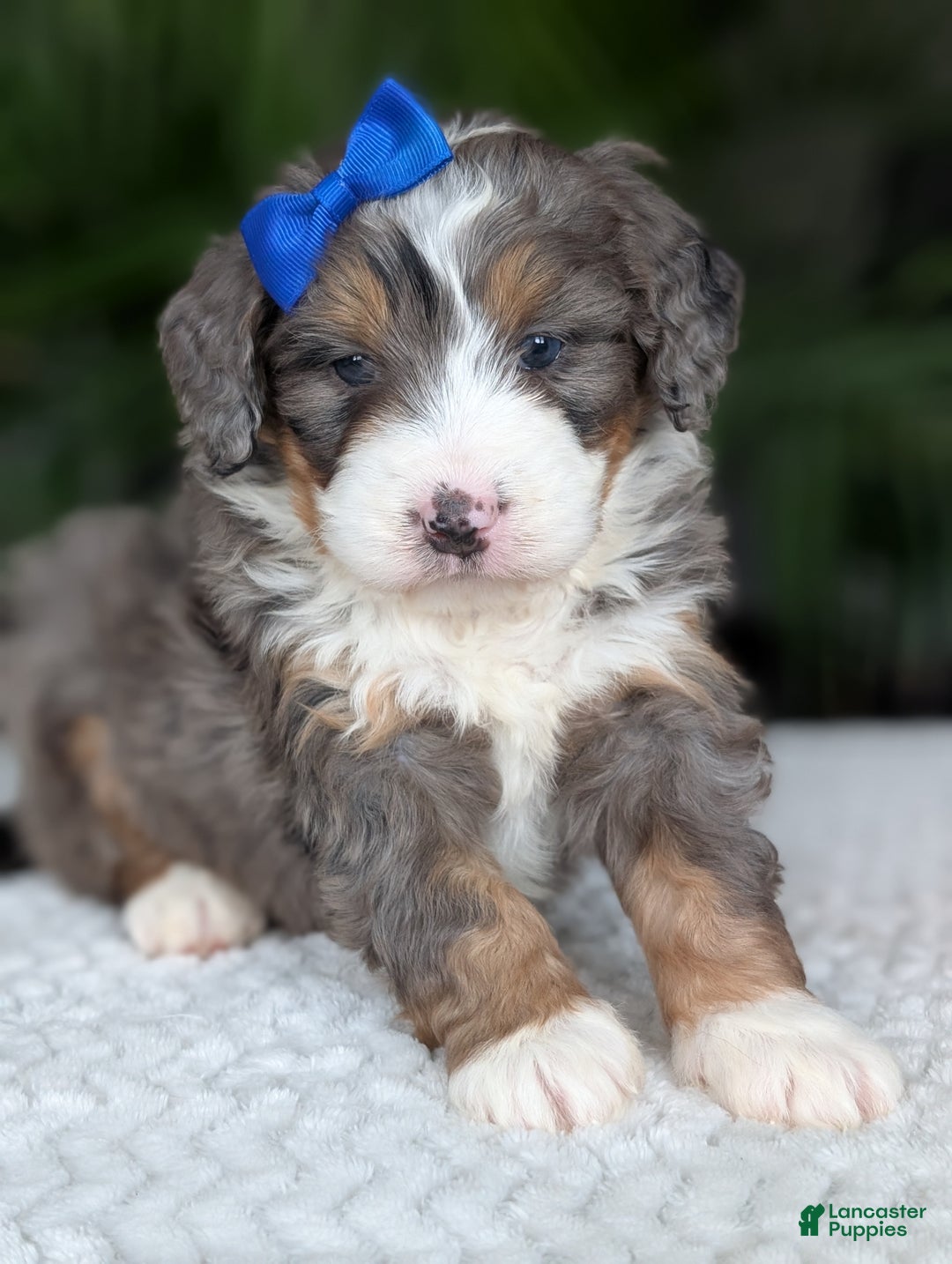 Mini Bernedoodle dogs for sale: Mini Riley  - Ad 10