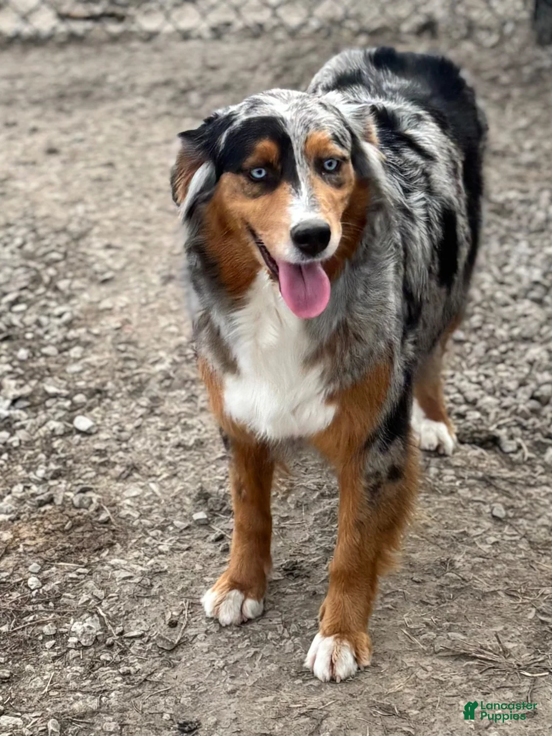 Aussiedoodle dogs for sale: Aussiedoodle 1 - Ad 4