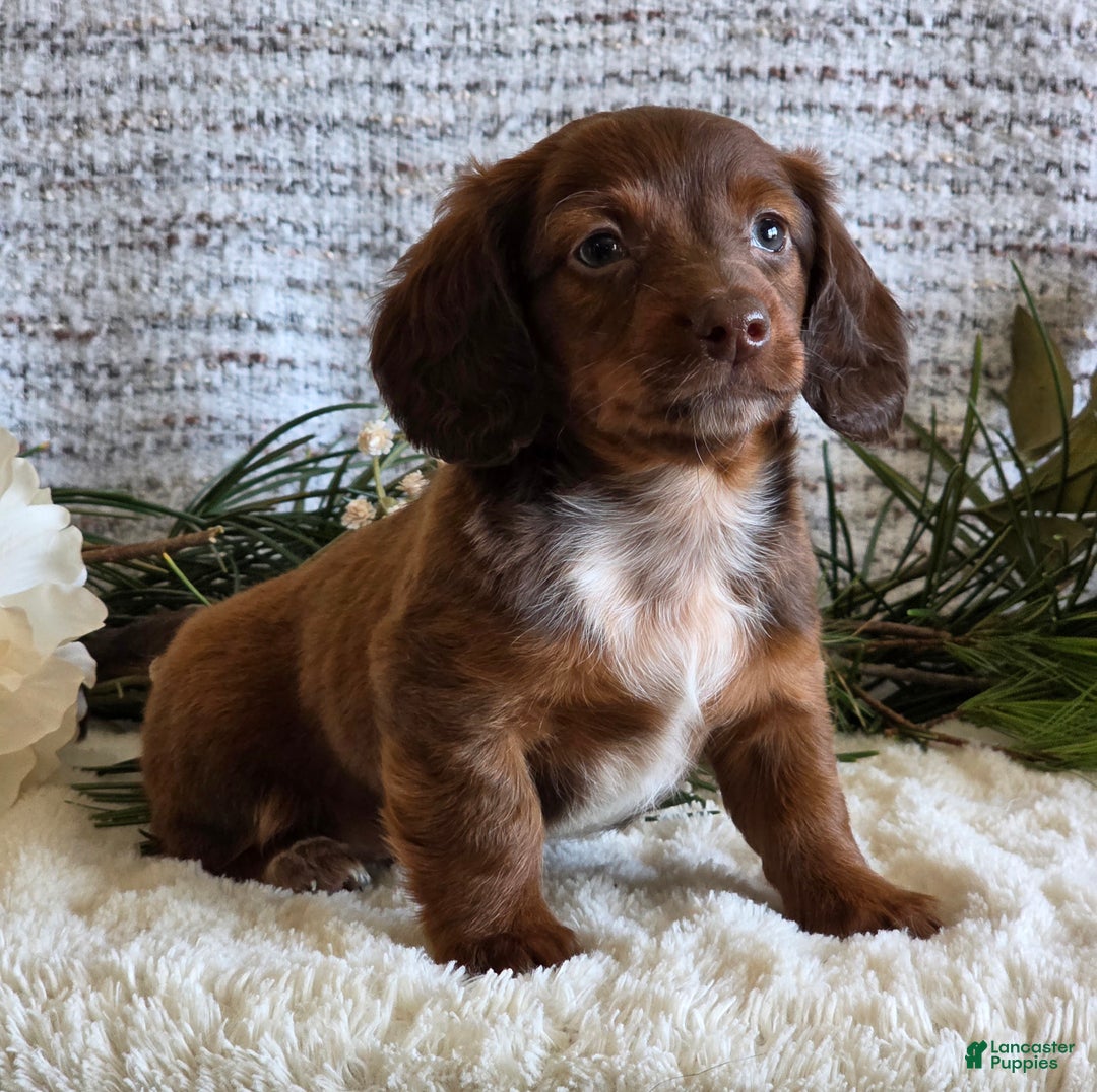 Miniature Dachshund dogs for sale: Sparky - Ad 5
