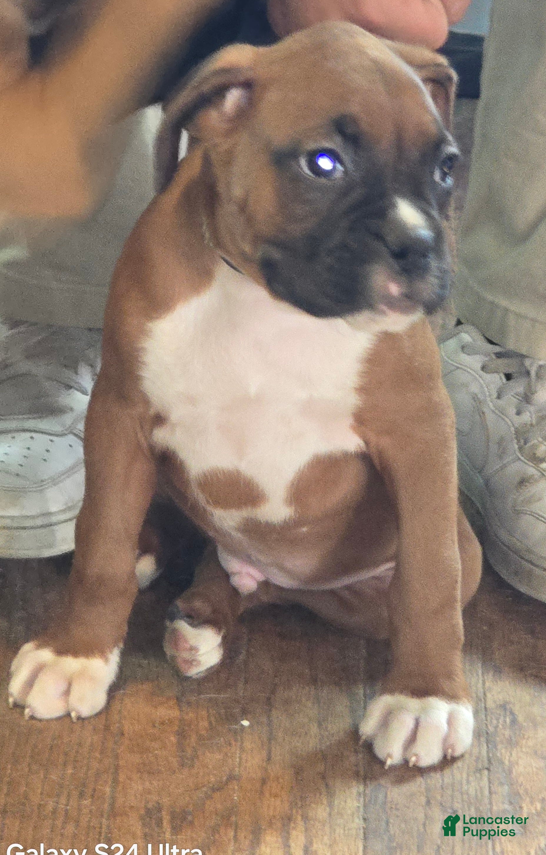 Boxer dogs Steven - Ad 1