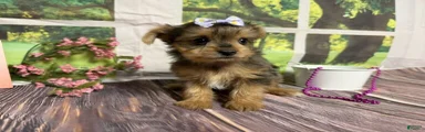Heidi