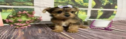 Yorkshire Terrier dogs for sale: Heidi - Ad 1