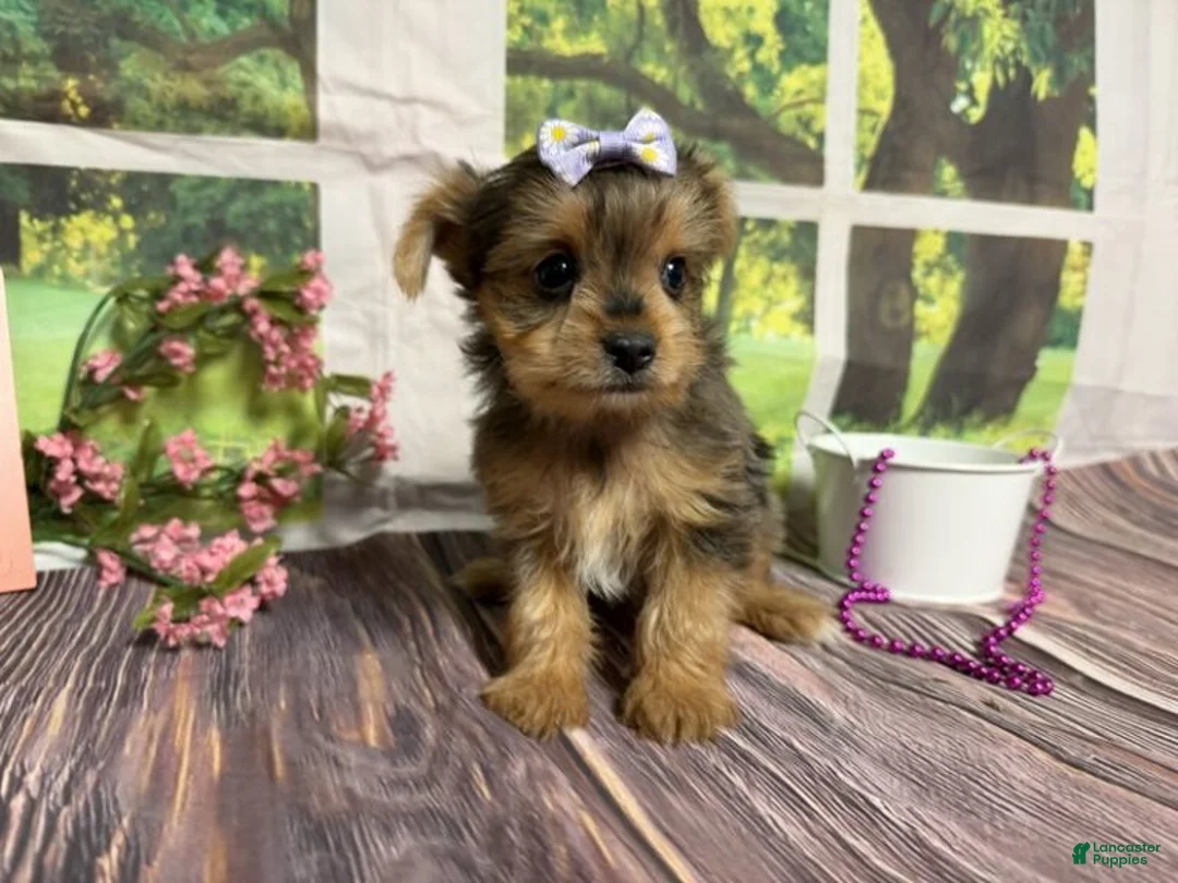 Yorkshire Terrier dogs for sale: Heidi - Ad 1