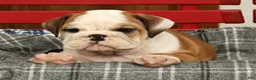 English Bulldog dogs for sale: Maxx - Ad 8