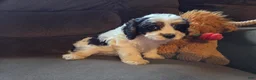 Cavapoo dogs for sale: Cooper - Ad 3