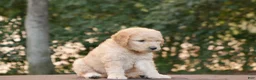 Goldendoodle dogs for sale: Hank - Ad 6