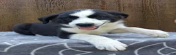 Australian Shepherd dogs for sale: Australian Shepherd 4 - Ad 2