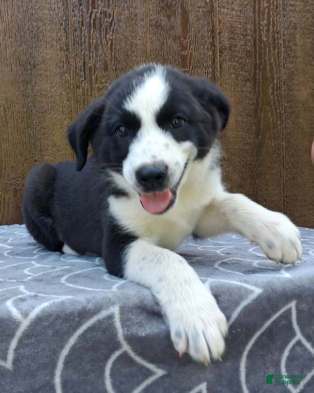 Australian Shepherd dogs for sale: Australian Shepherd 4 - Ad 2