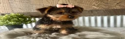 Yorkshire Terrier dogs for sale: Ellie - Ad 3