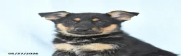 German Shepherd dogs for sale: Piper - Ad 3