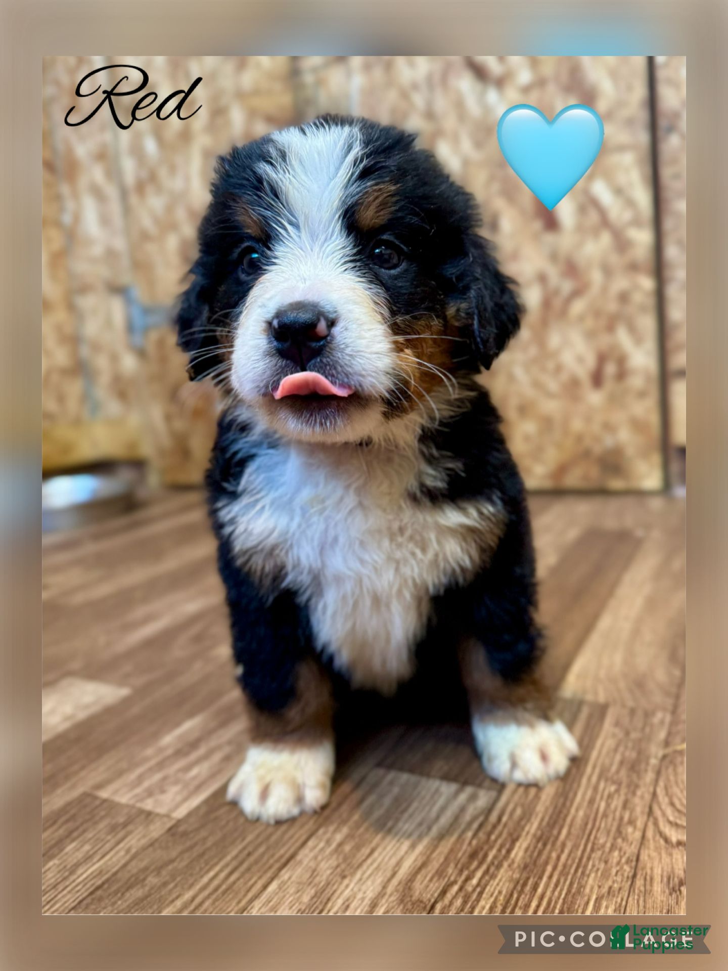 Bernese Mountain Dog dogs Indie  - Ad 38