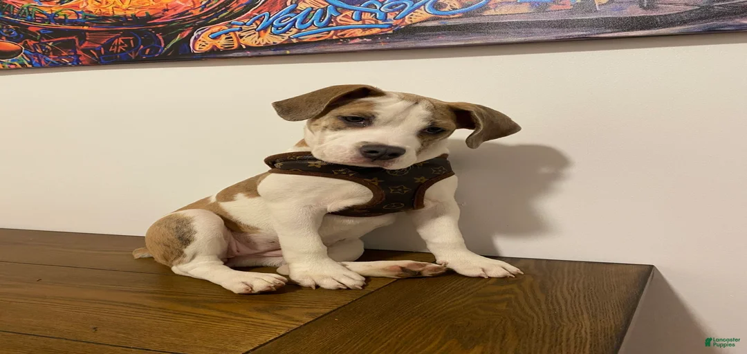 Gallery Image {{count}}