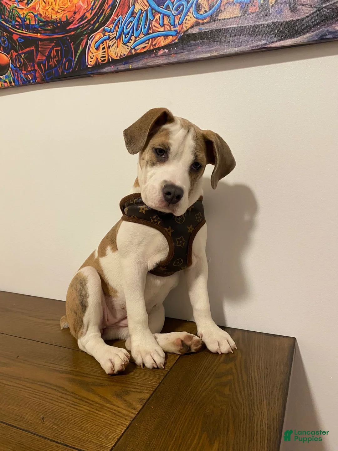 Gallery Image {{count}}