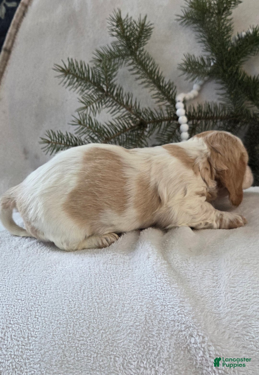 Miniature Dachshund dogs for sale: Jasper - Ad 12