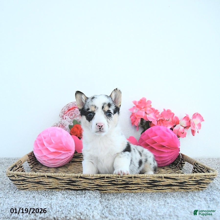 Welsh Corgi Pembroke dogs Lady - Ad 3