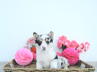 Welsh Corgi Pembroke dogs Lady - Ad 13