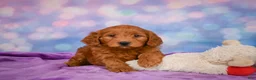 Mini Goldendoodle dogs for sale: REAGAN - Ad 8