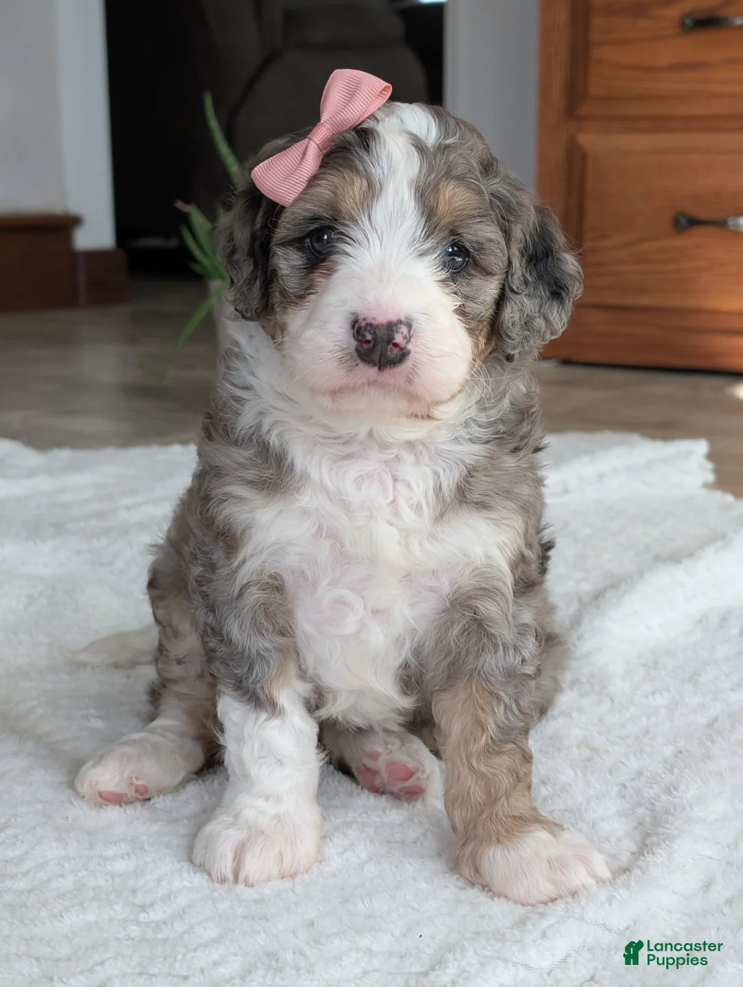 Mini Bernedoodle dogs for sale: Mini Annie  - Ad 1