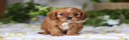 Cavalier King Charles Spaniel dogs for sale: Daisy - Ad 6