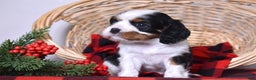 Cavalier King Charles Spaniel dogs for sale: Gwen - Ad 6