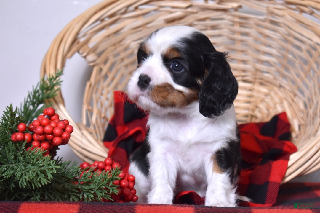 Cavalier King Charles Spaniel dogs for sale: Gwen - Ad 6