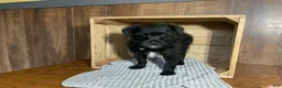 Mixed Breed dogs for sale: Leslie - Ad 3