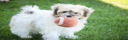 Havanese dogs for sale: Leo - Ad 5