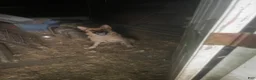 German Shepherd dogs for sale: Frack - Ad 6