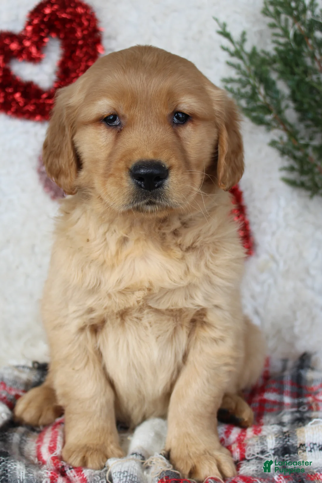 Golden Retriever dogs for sale: Freddy - Ad 1