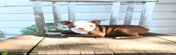 Boston Terrier dogs for sale: Bubbles - Ad 4