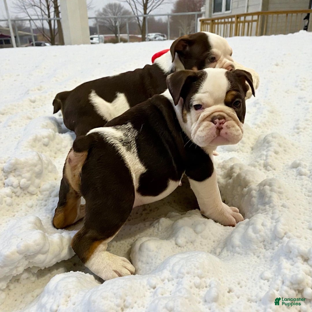 English Bulldog dogs for sale: Bubba - Ad 1