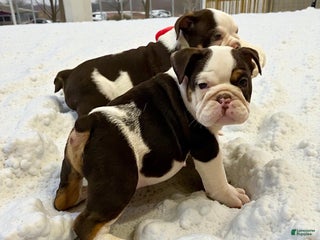 English Bulldog dogs Bubba - Ad 31