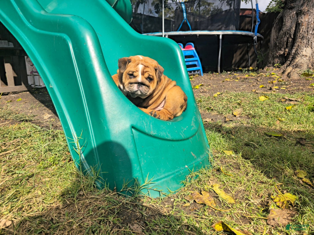 English Bulldog dogs for sale: Ruby - Ad 5