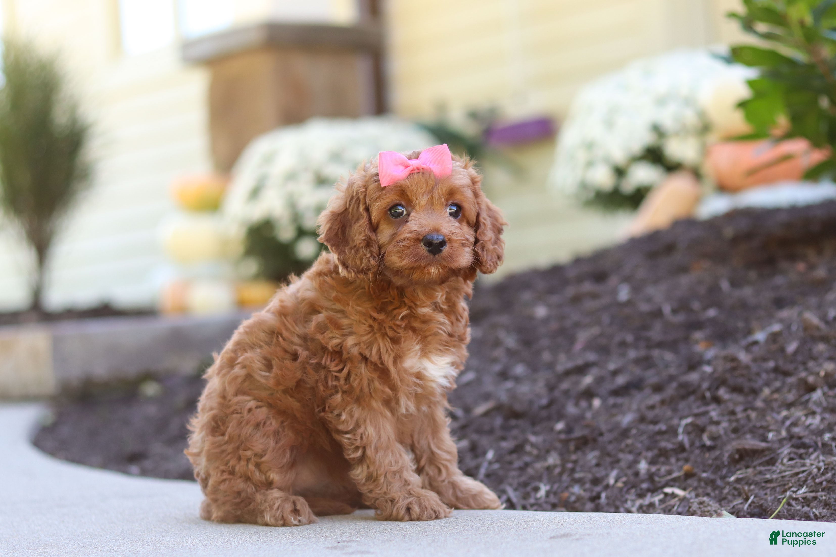Cockapoo dogs Magnolia - Ad 2