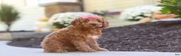 Cockapoo dogs for sale: Willow - Ad 25