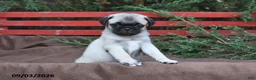 Pug dogs for sale: Tonto - Ad 2