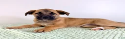 Mixed Breed dogs for sale: Gia - Ad 3