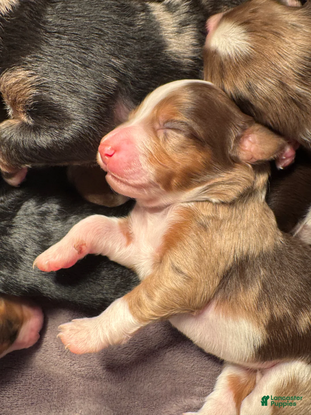 Mixed Breed dogs for sale: Australian Mountain Doodle Charlotte - Ad 1