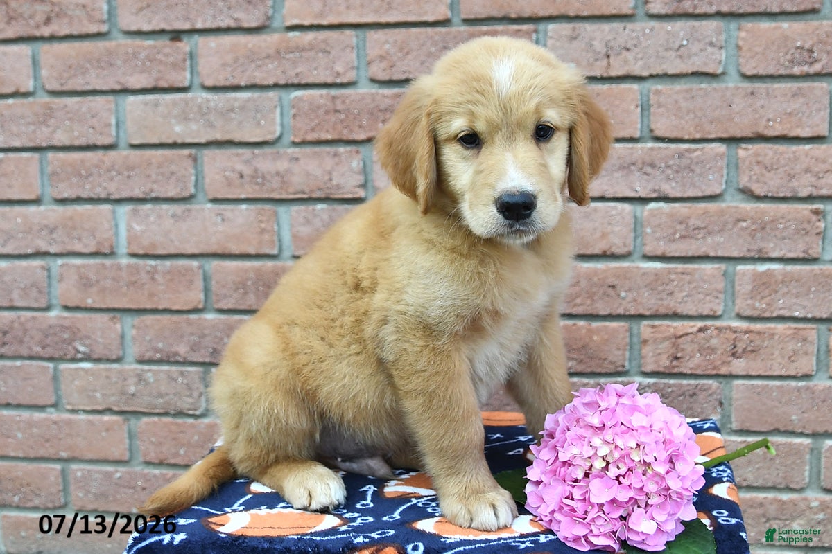 Golden Retriever dogs Tucker - Ad 2