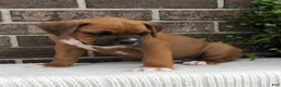 Boxer dogs for sale: Peanut - Ad 3