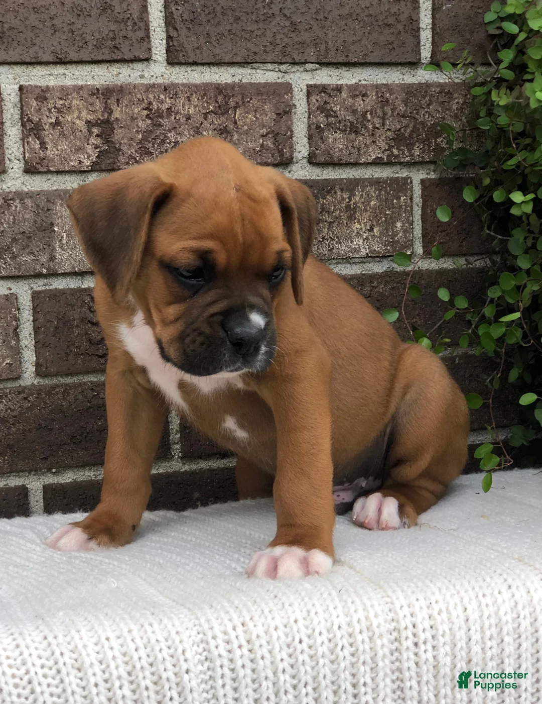 Boxer dogs for sale: Peanut - Ad 3
