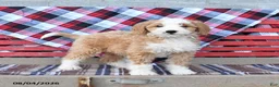 Mini Bernedoodle dogs for sale: Sunny  - Ad 3