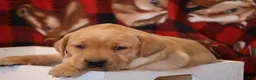 Labrador Retriever dogs for sale: Bluey  - Ad 2