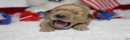Golden Retriever dogs for sale: Bagel  - Ad 4