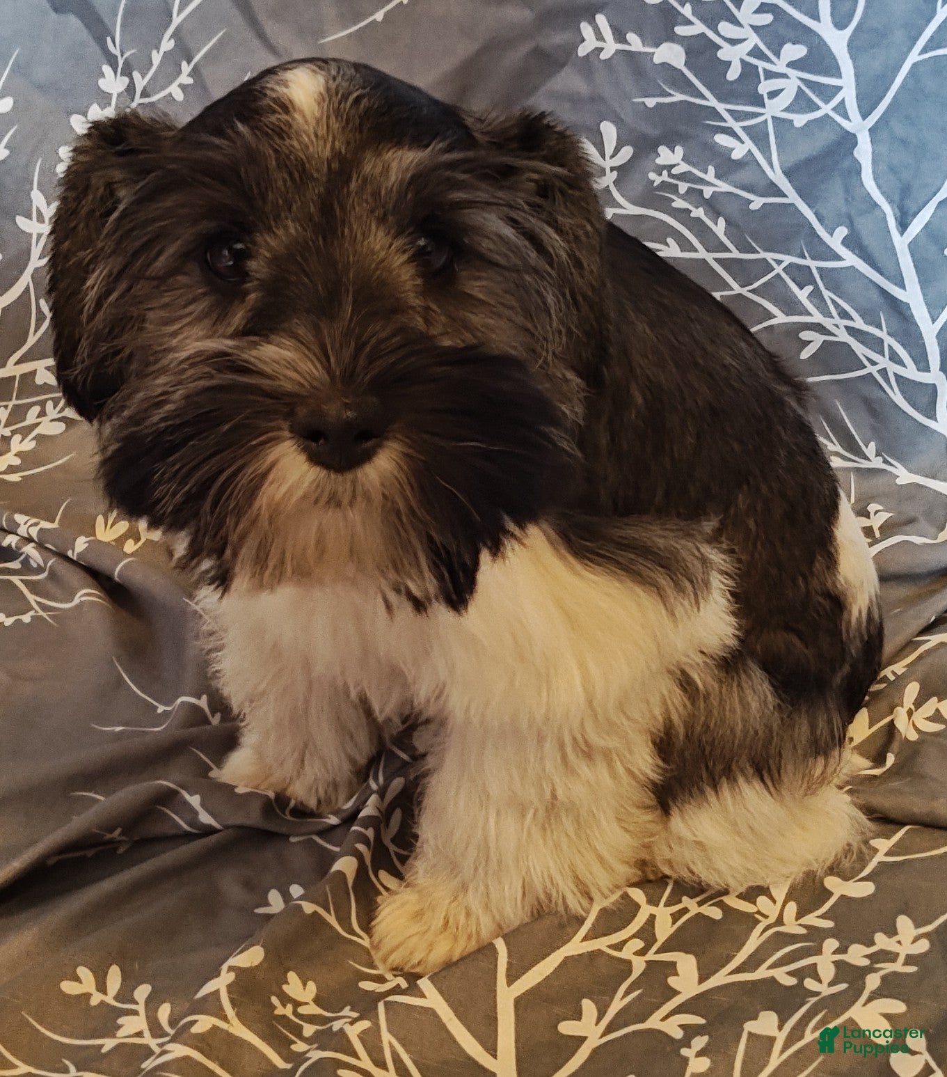 Miniature Schnauzer dogs Miniature Schnauzer Girl 1 - Ad 2