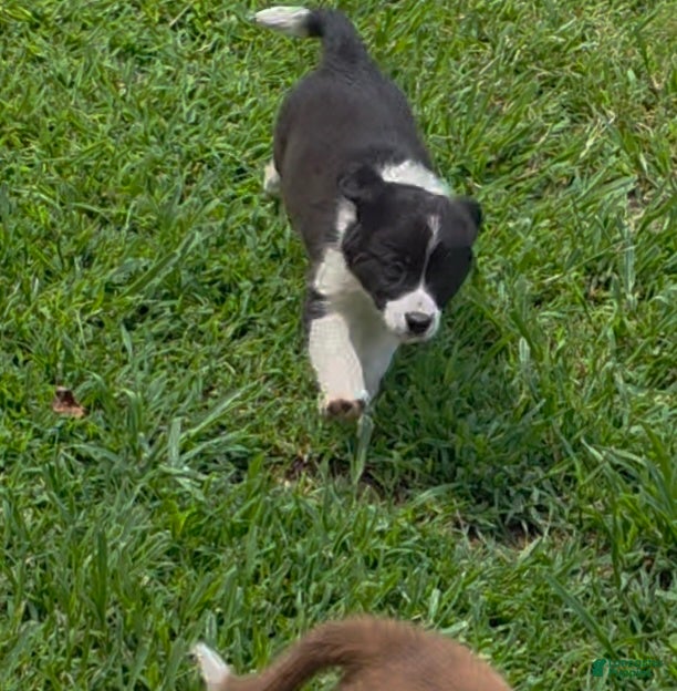Border Collie dogs AKC Junior  - Ad 2