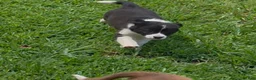 Border Collie dogs for sale: AKC Junior  - Ad 2